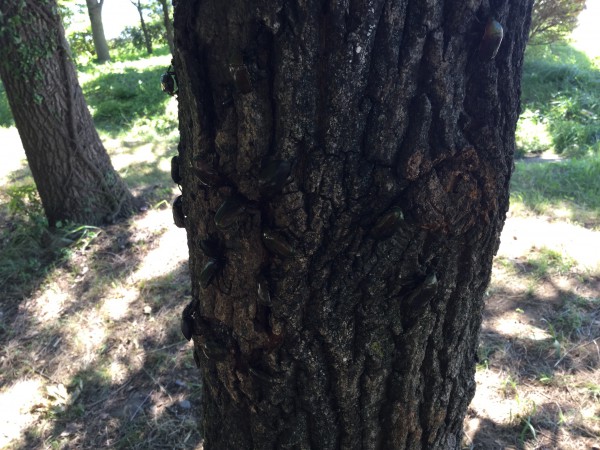 信州スカイパークのクヌギの樹